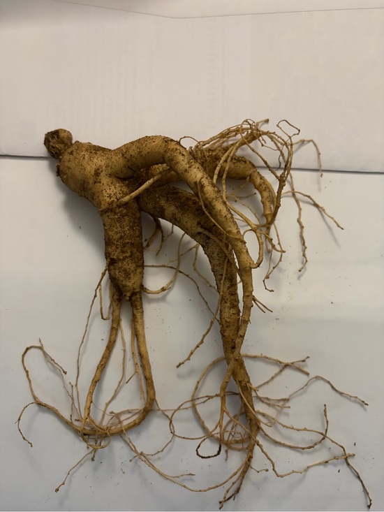 Authentic American Ginseng Other - Fresh Wild American Ginseng From 5+ Year Old Plant Root Weighs 1 Ounce (28.48Gr)